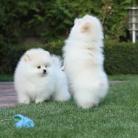 Amazing Little Pomeranian Puppies!